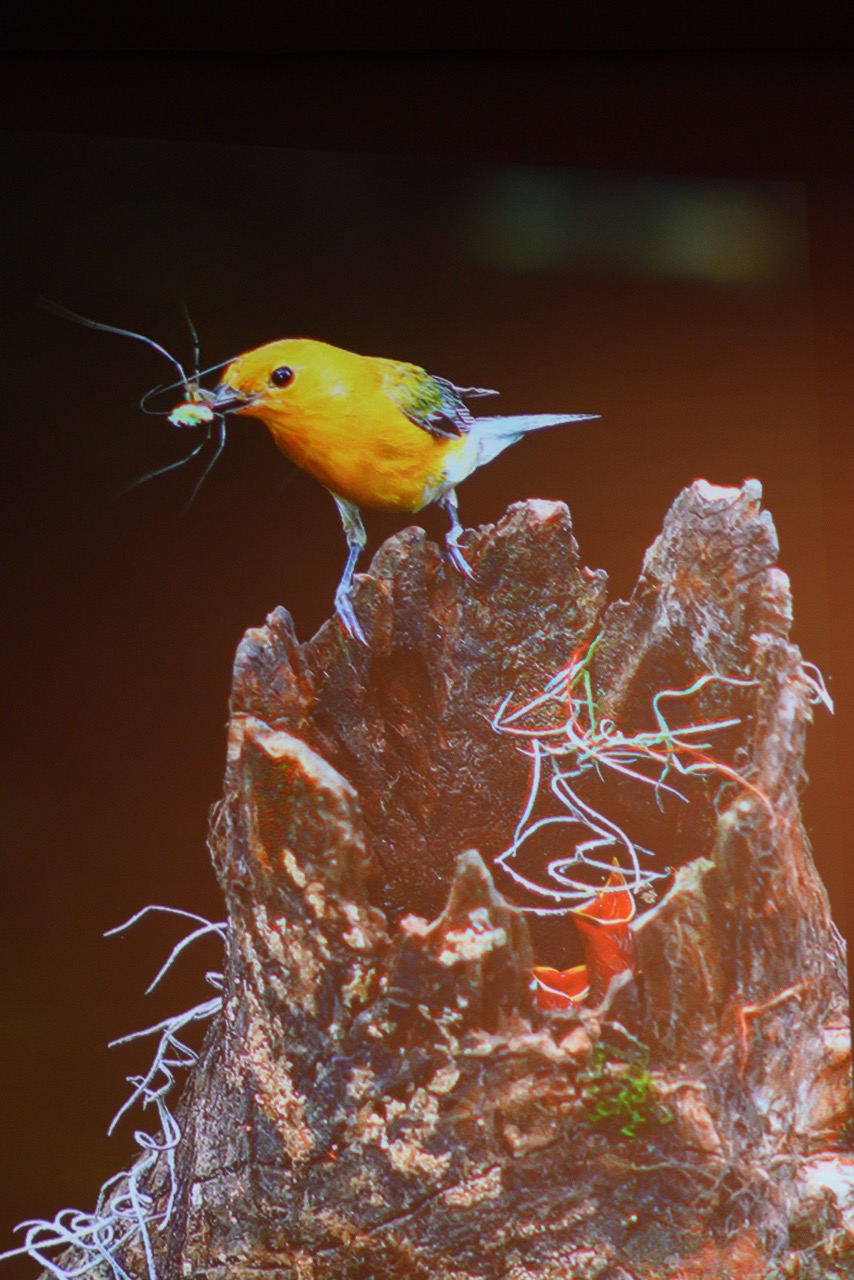 March 6 Jim Kelly talks about birds