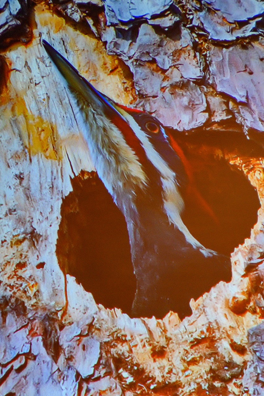 March 6 Jim Kelly talks about birds