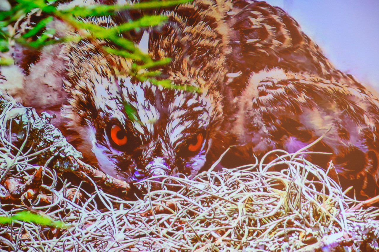 March 6 Jim Kelly talks about birds