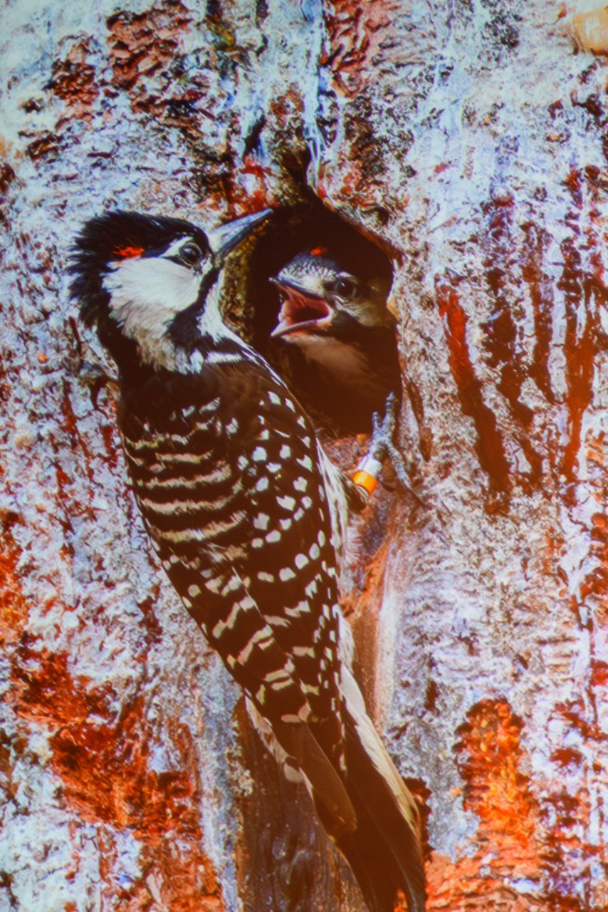 March 6 Jim Kelly talks about birds