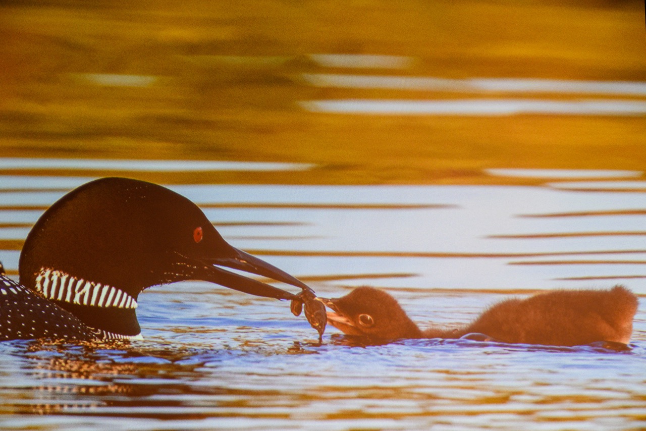 March 6 Jim Kelly talks about birds