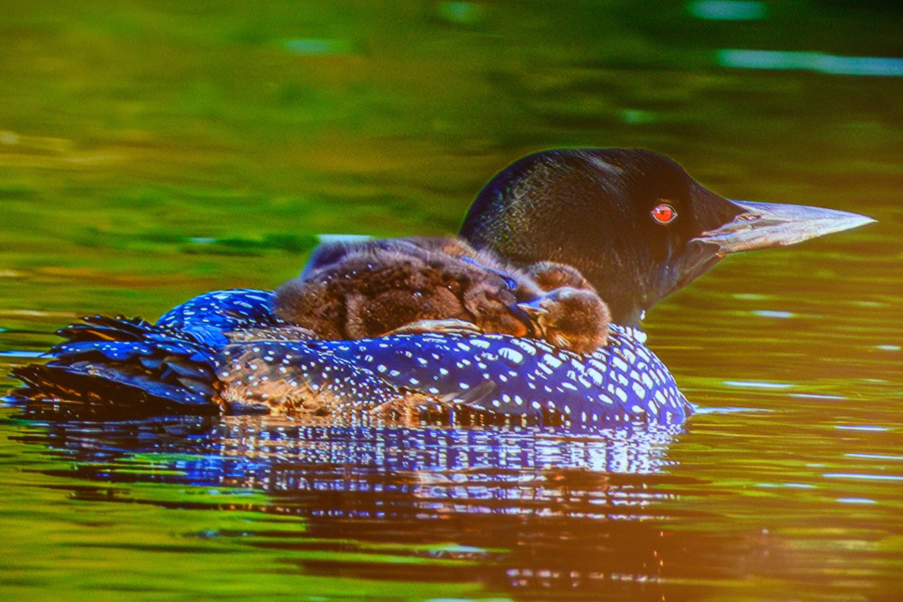 March 6 Jim Kelly talks about birds